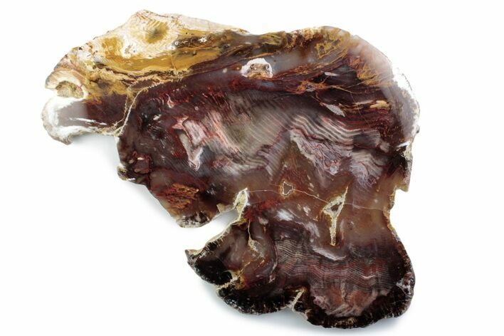 Colorful Hubbard Basin Petrified Wood Slab - Nevada #378172